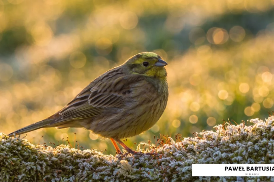 Spośród 120 fotografii wybrano te najlepsze - doroczny konkurs rozstrzygnięty - zdjęcie 14