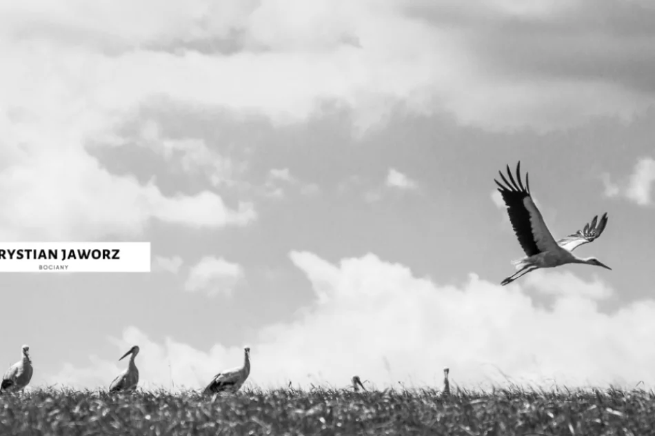 Spośród 120 fotografii wybrano te najlepsze - doroczny konkurs rozstrzygnięty - zdjęcie 19