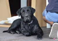 Roczna labradorka szuka właściciela albo nowego domu - zdjęcie główne