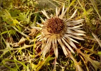 Dziś rozpoczyna się astronomiczna jesień - zdjęcie główne