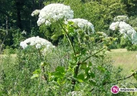 2 mln zł na walkę z barszczem - zdjęcie główne