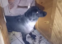 Właścicielka wyjechała - zostawiła zwierzęta bez opieki - zdjęcie główne