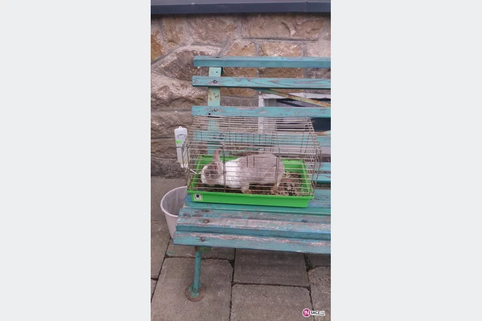 Właścicielka wyjechała - zostawiła zwierzęta bez opieki - zdjęcie 2