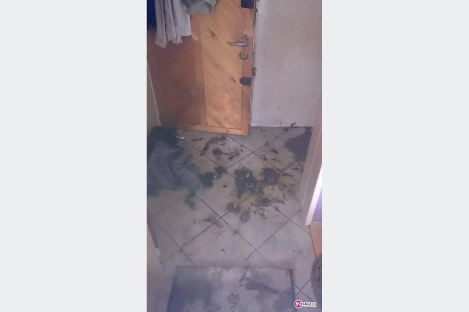 Właścicielka wyjechała - zostawiła zwierzęta bez opieki - zdjęcie 3