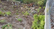 Fotointerwencja: krzaki wycięto, wysypisko zostało - zdjęcie 2