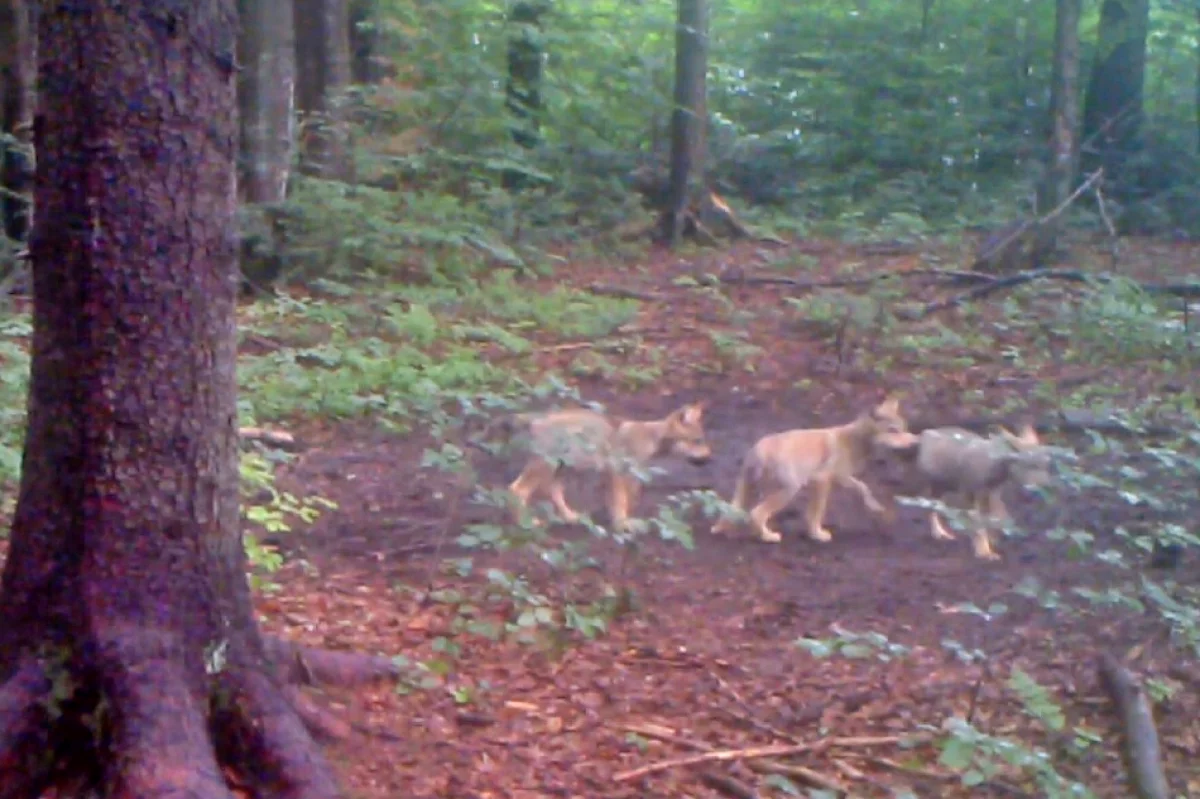 10 ataków tego lata, wilki coraz bliżej ludzkich osiedli. Czy jest się czego bać? 
