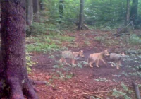 10 ataków tego lata, wilki coraz bliżej ludzkich osiedli. Czy jest się czego bać?  - zdjęcie główne