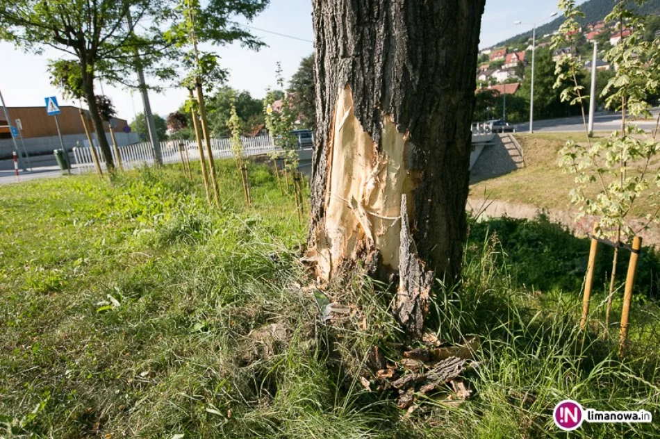 Driftował na rondzie - wypadł z jezdni i uderzył w drzewo - zdjęcie 2