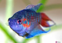 17 lipca pierwsze, organizacyjne spotkanie sądeckich akwarystów - zdjęcie główne