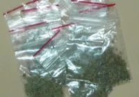 280 działek narkotyków zdjętych z obiegu - zdjęcie główne