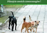 Apel do właścicieli psów - pilnujcie swoich czworonogów! - zdjęcie główne