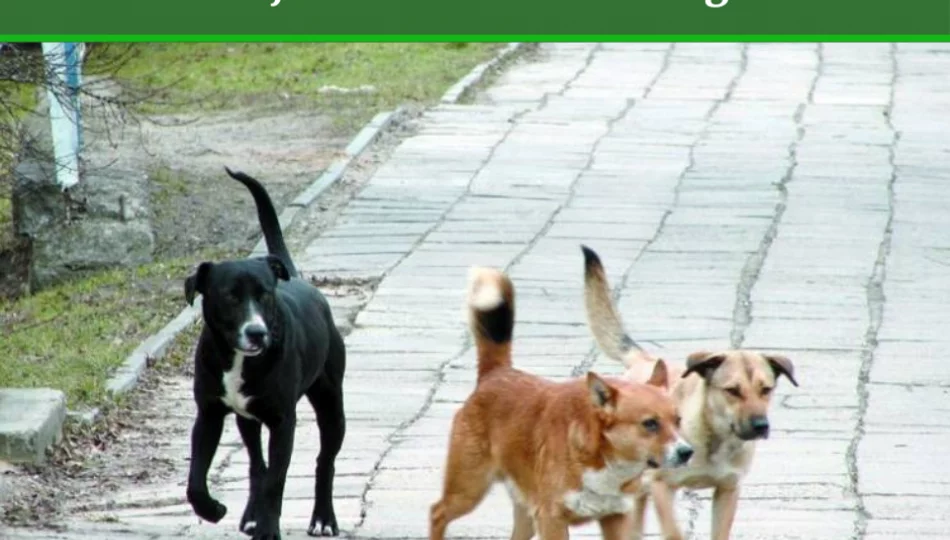 Apel do właścicieli psów - pilnujcie swoich czworonogów! - zdjęcie 1