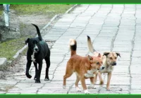 Gmina apeluje do właścicieli psów - zdjęcie główne