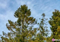 Ostrzeżenie IMiGW: silny wiatr - zdjęcie główne