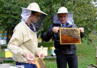 Lipowy na przeziębienia, rzepakowy na serce, wrzosowy... dla panów - zdjęcie główne