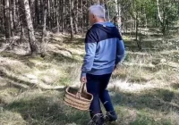 Policja radzi grzybiarzom i ostrzega przed zagrożeniami - zdjęcie główne