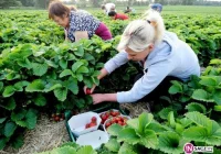 Znajdź pracę dorywczą na lato - zdjęcie główne