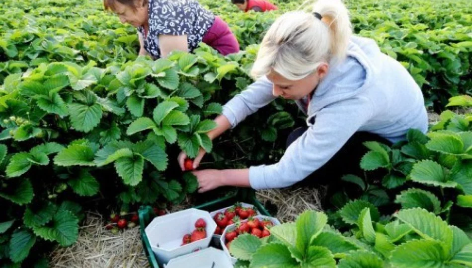 Znajdź pracę dorywczą na lato - zdjęcie 1