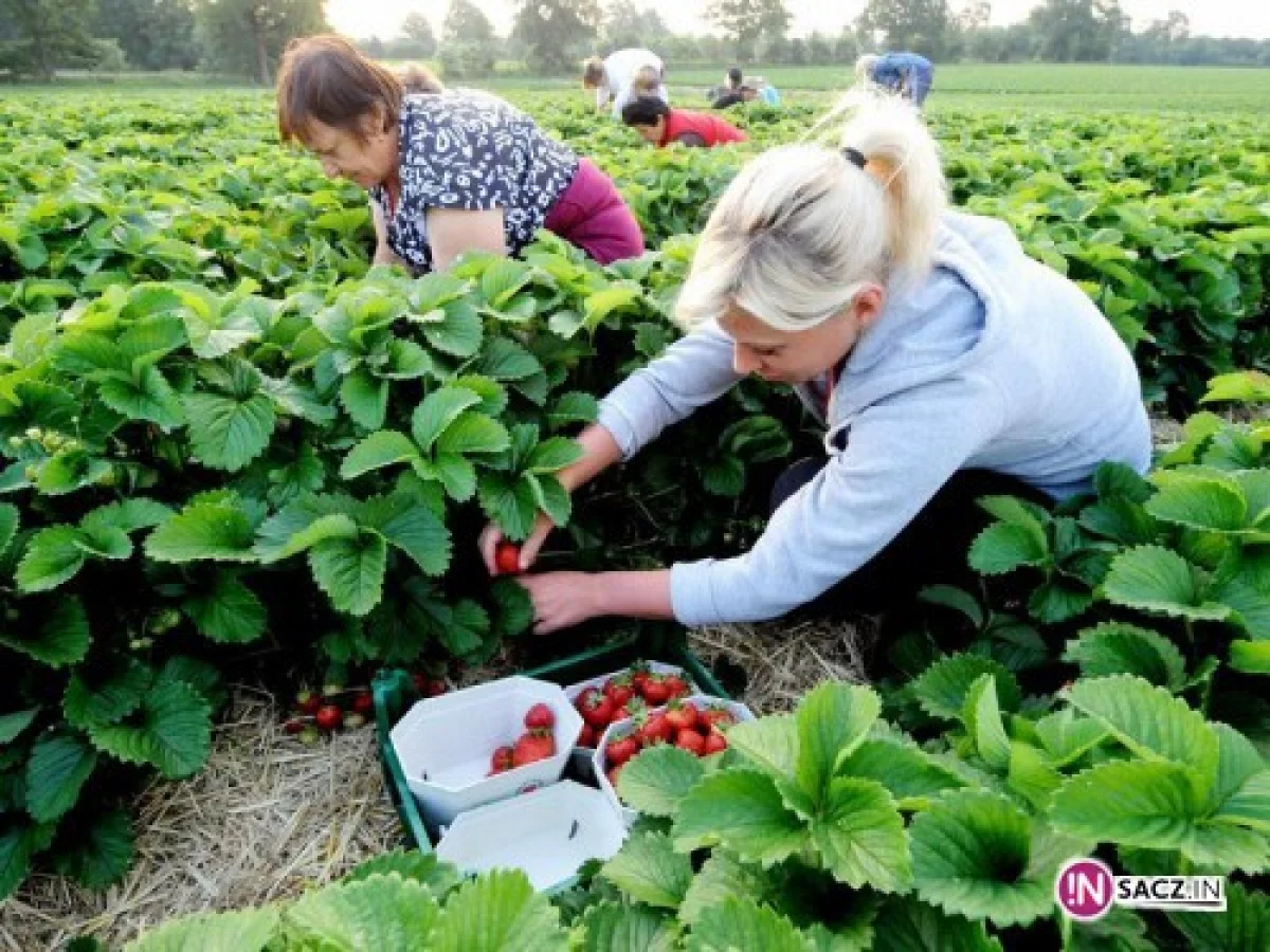 Znajdź pracę dorywczą na lato