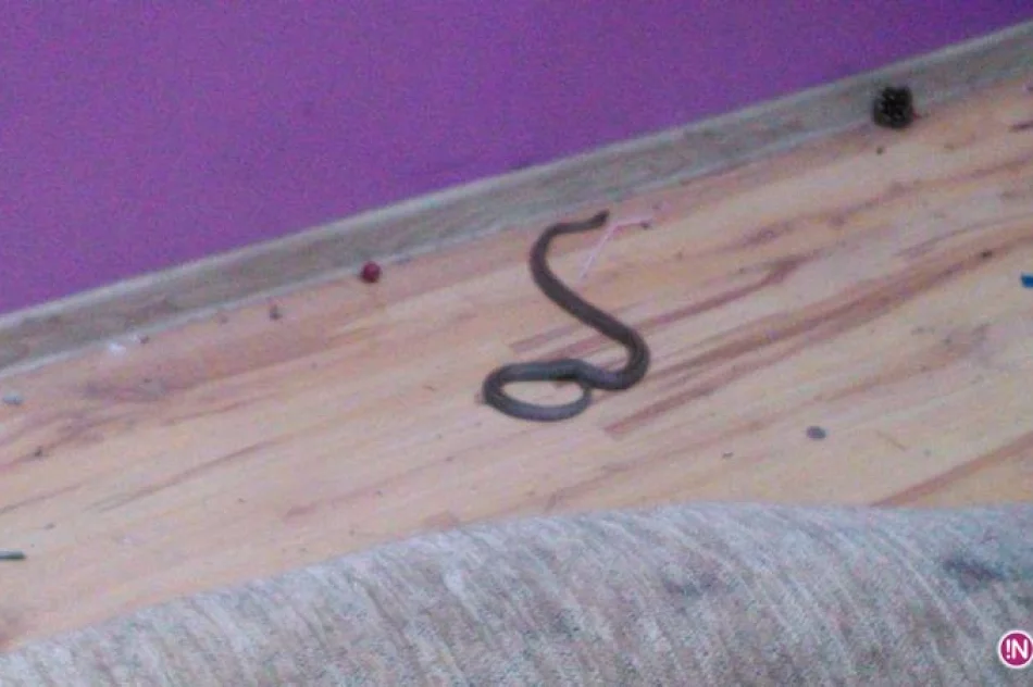 Piwniczna Zdrój – żmije w konstrukcji sufitu budynku mieszkalnego - zdjęcie 2