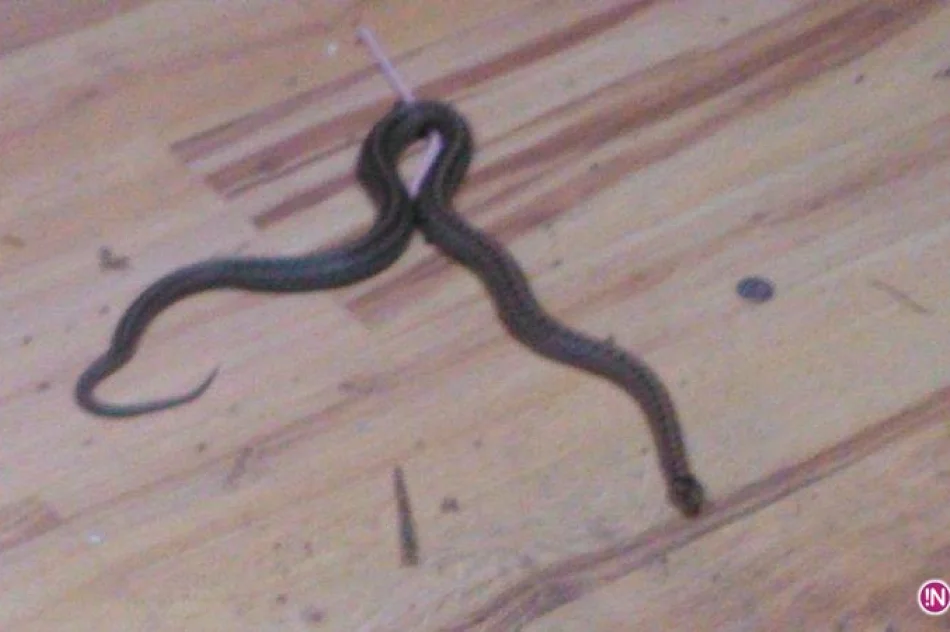 Piwniczna Zdrój – żmije w konstrukcji sufitu budynku mieszkalnego - zdjęcie 3