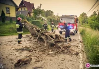 Wycinają stwarzające zagrożenie drzewa i muszą... sadzić nowe - zdjęcie główne