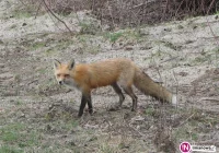 Uwaga wścieklizna. Wyznaczono obszar zagrożony - zdjęcie główne