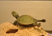 Akwaryści chcą się zrzeszyć, ale nie ma dla nich miejsca - zdjęcie główne