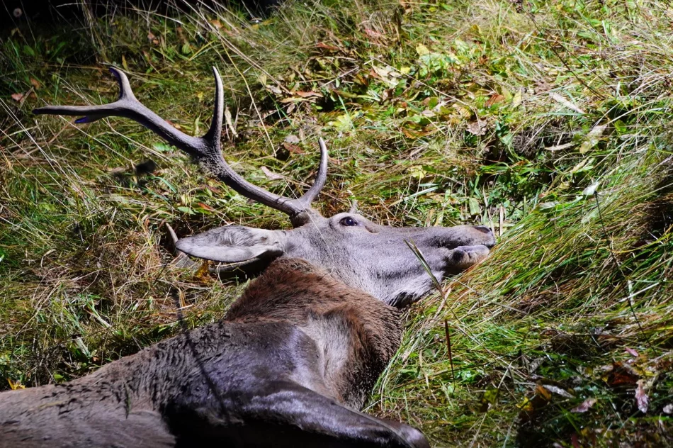 Groźnie wyglądająca kolizja z jeleniem - zdjęcie 5