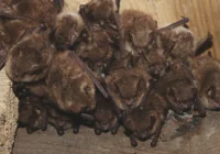 Chronią ostoje nietoperzy w Beskidzie Wyspowym - zdjęcie główne