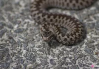 Uwaga na żmije! W tym roku jest ich wyjątkowo dużo - zdjęcie główne