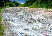 Rozrzucony „nawóz” wywołuje choroby u ludzi? - zdjęcie główne