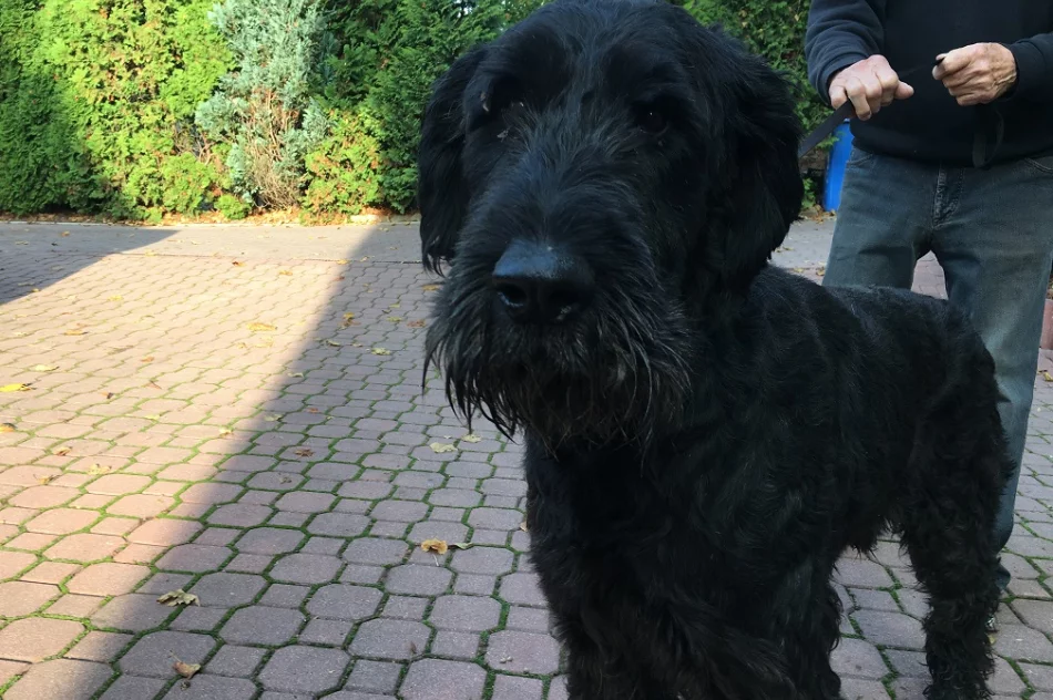 Szukamy właściciela lub opiekuna dla psa - zdjęcie 2