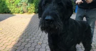Szukamy właściciela lub opiekuna dla psa - zdjęcie 2