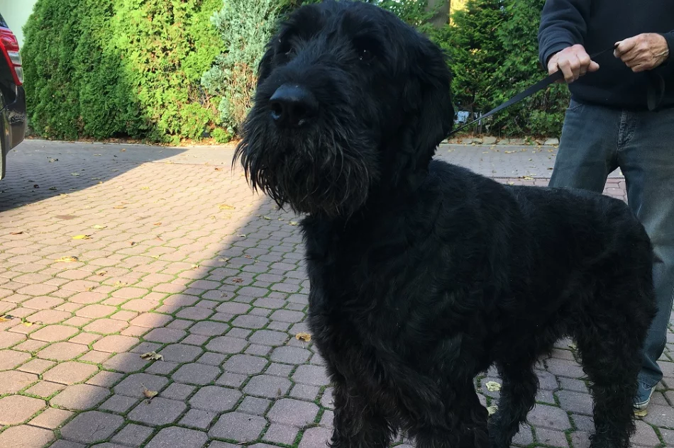 Szukamy właściciela lub opiekuna dla psa - zdjęcie 3