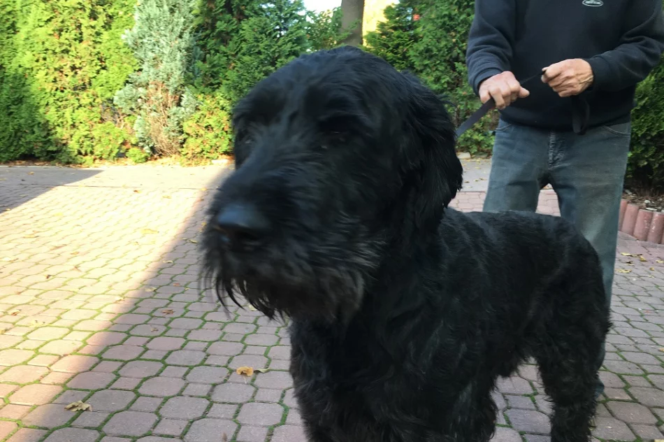 Szukamy właściciela lub opiekuna dla psa - zdjęcie 4