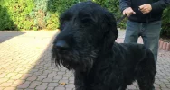 Szukamy właściciela lub opiekuna dla psa - zdjęcie 4