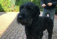 Szukamy właściciela lub opiekuna dla psa - zdjęcie główne