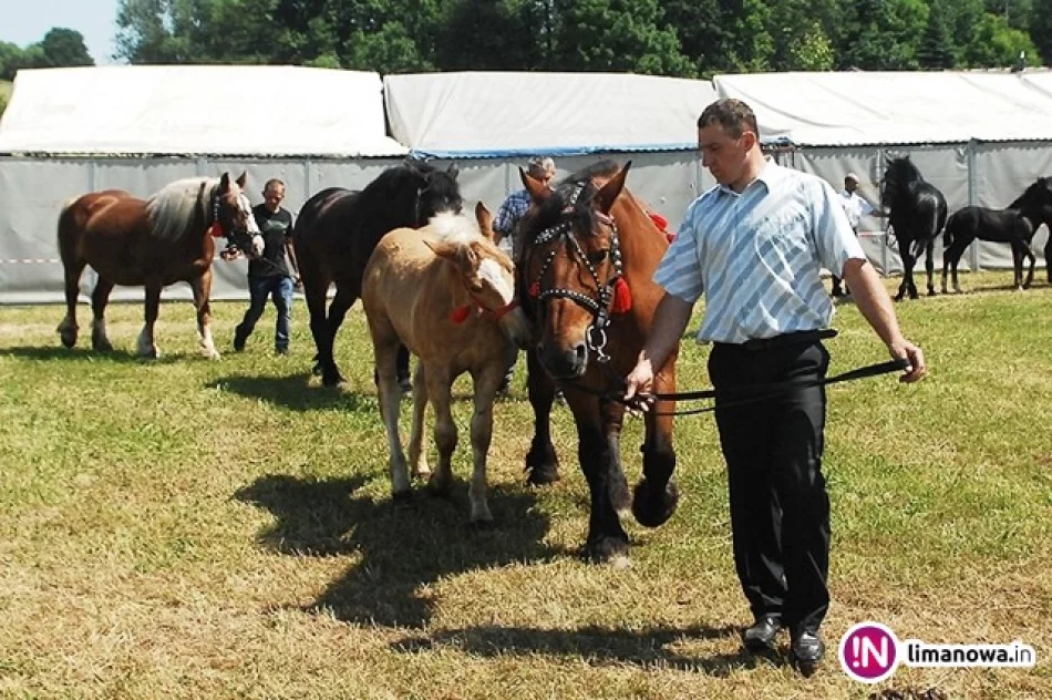 O miano czempionów walczyły krowy polskie czerwone, konie oraz owce - zdjęcie 2
