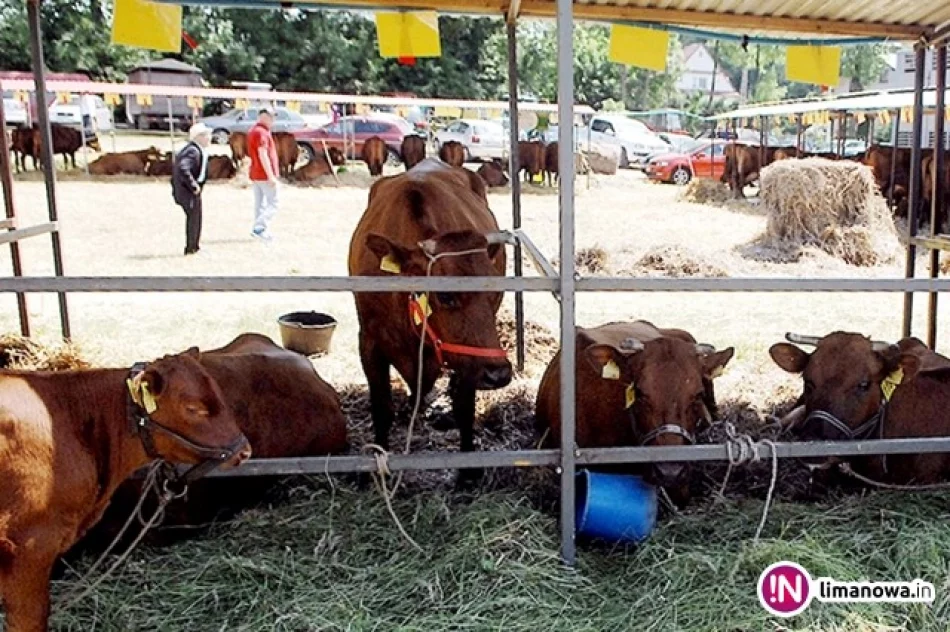 O miano czempionów walczyły krowy polskie czerwone, konie oraz owce - zdjęcie 3