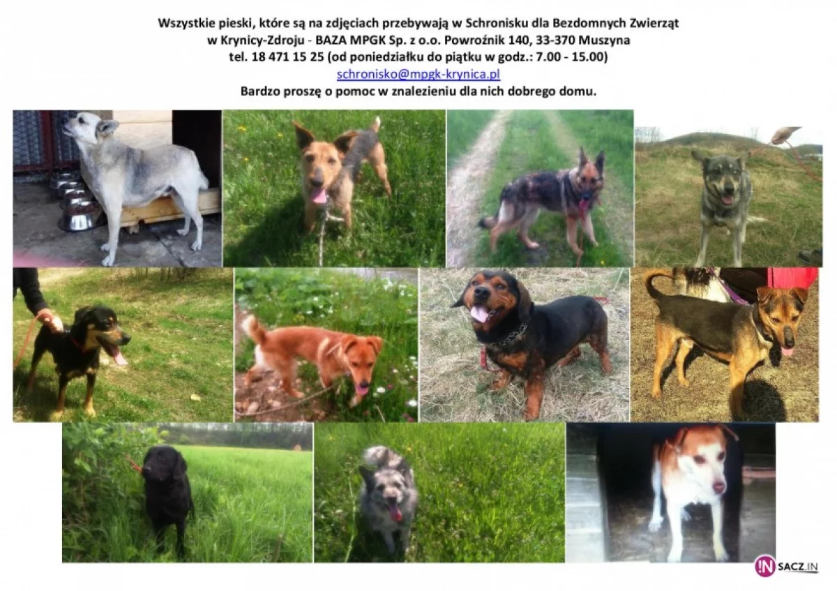 Psy ze schroniska w Krynicy czekają na nowych właścicieli!