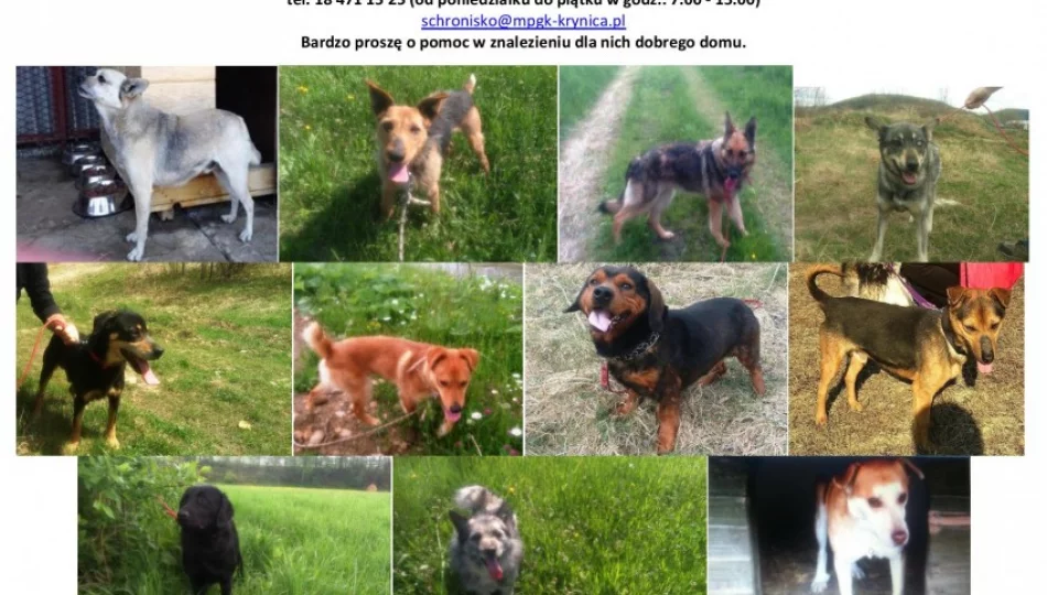 Psy ze schroniska w Krynicy czekają na nowych właścicieli! - zdjęcie 1