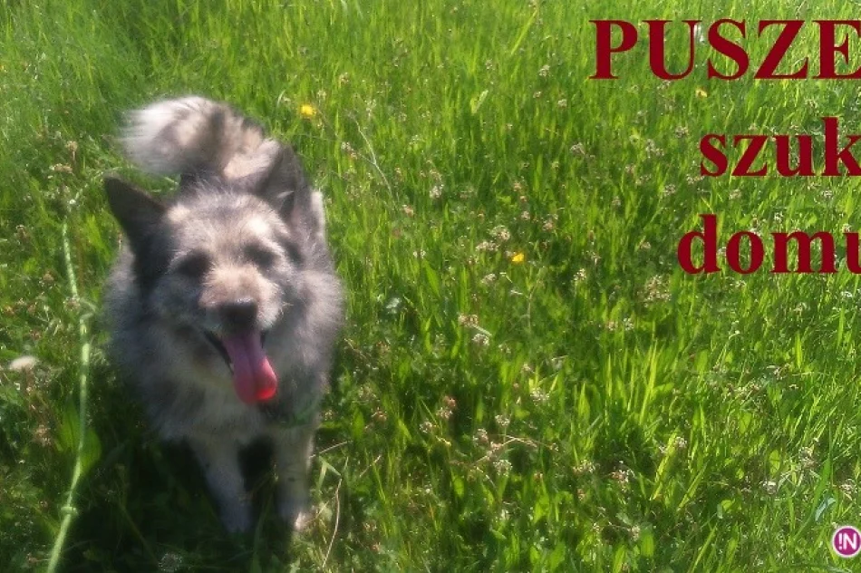 Psy ze schroniska w Krynicy czekają na nowych właścicieli! - zdjęcie 2