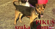Psy ze schroniska w Krynicy czekają na nowych właścicieli! - zdjęcie 3