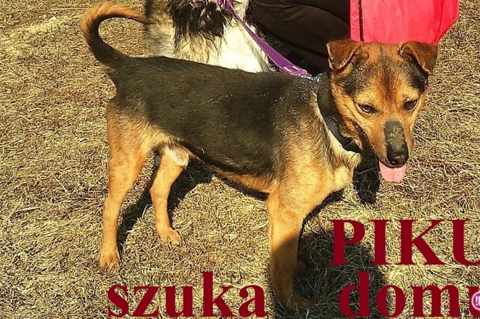 Psy ze schroniska w Krynicy czekają na nowych właścicieli! - zdjęcie 3