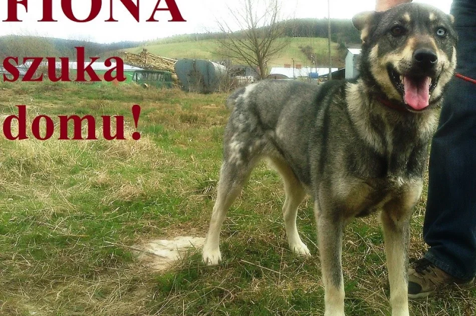 Psy ze schroniska w Krynicy czekają na nowych właścicieli! - zdjęcie 4