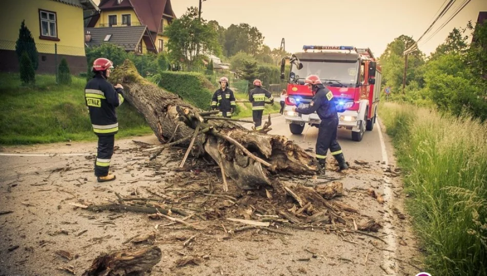 Drzewo spadło na drogę - zdjęcie 1