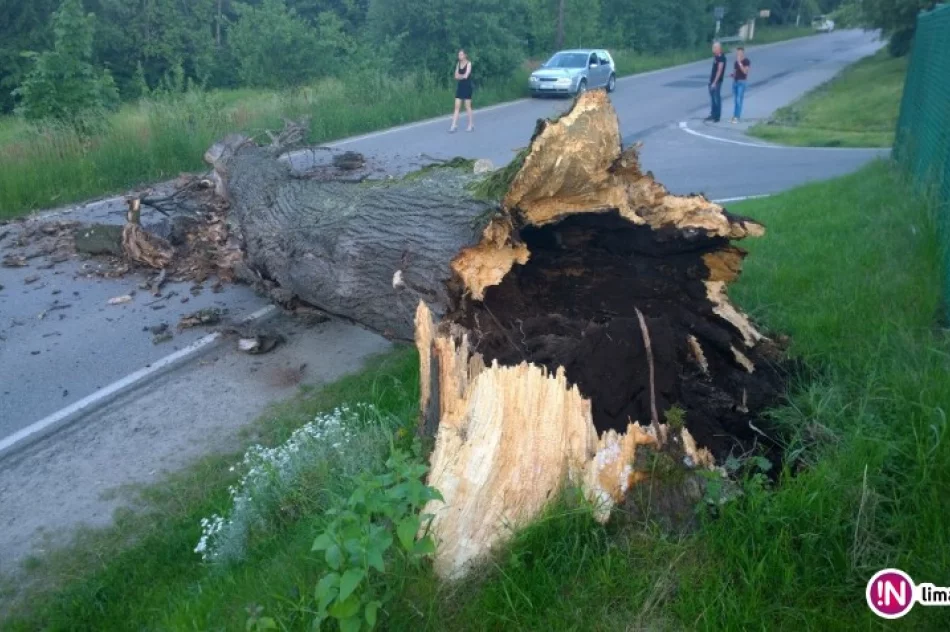 Drzewo spadło na drogę - zdjęcie 2