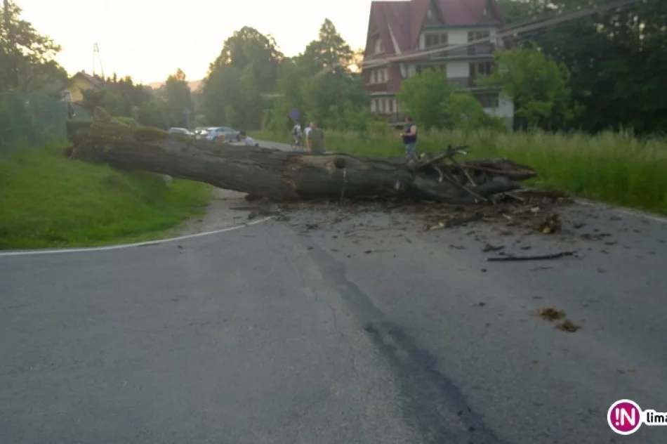 Drzewo spadło na drogę - zdjęcie 3