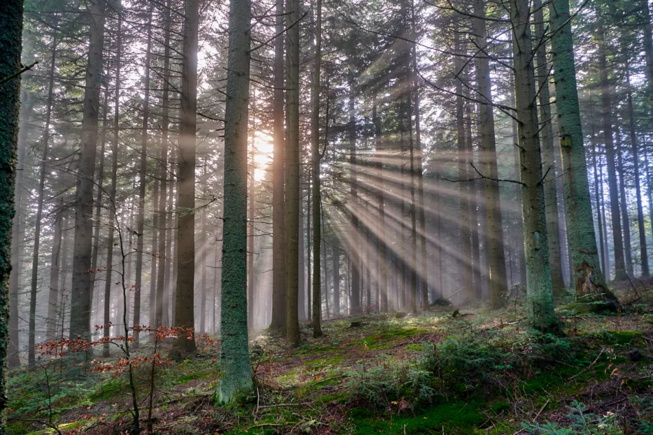 Gdy w dolinie mgły - zdjęcie 2